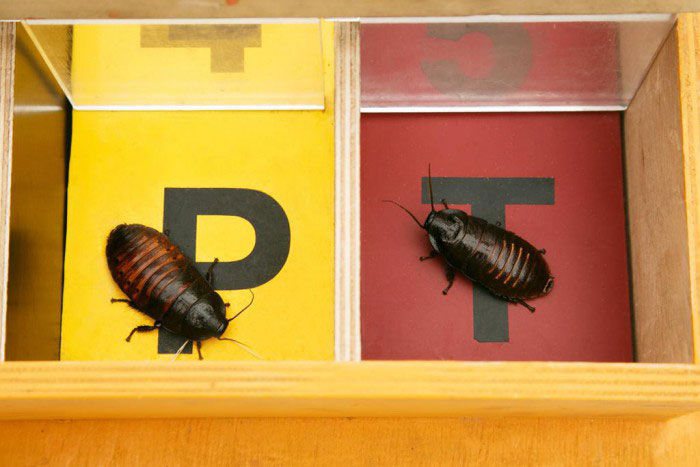 Тарганячі перегони