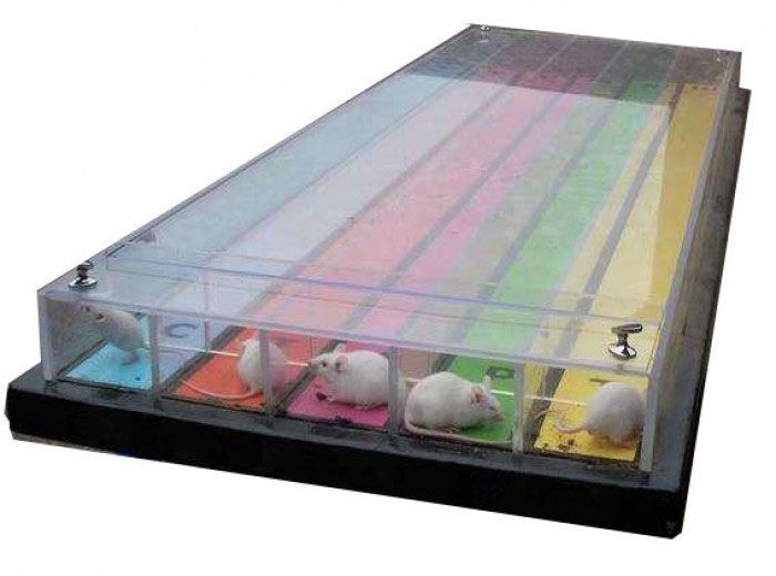 Мишачі перегони