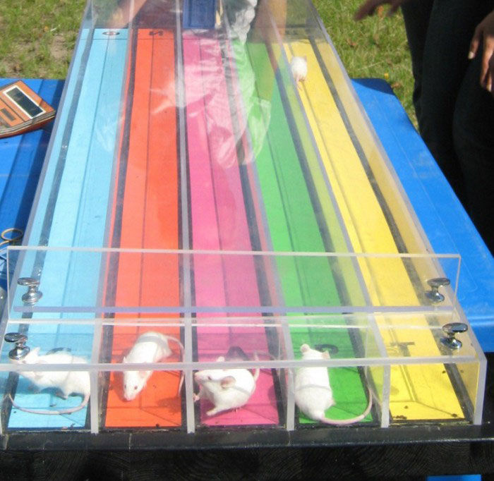 Мишачі перегони