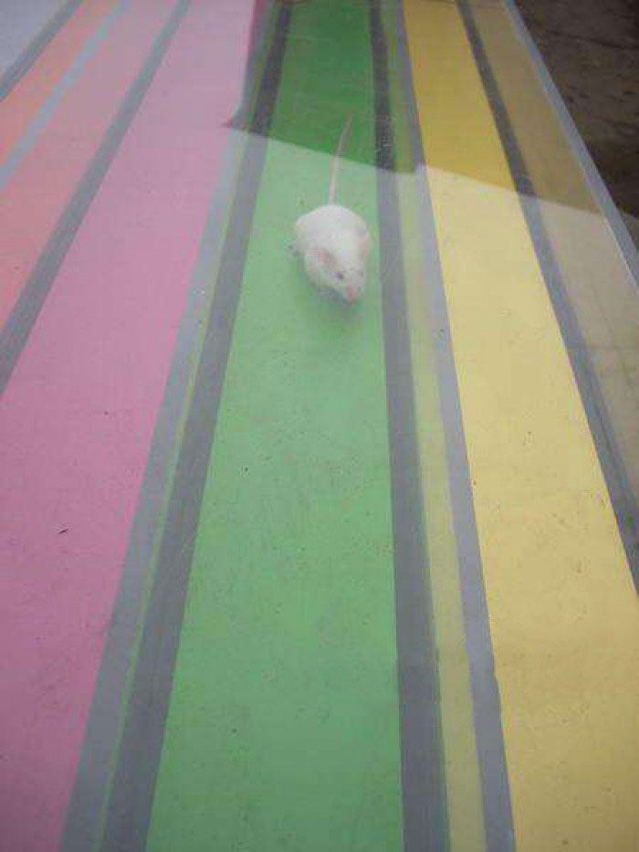 Мишачі перегони