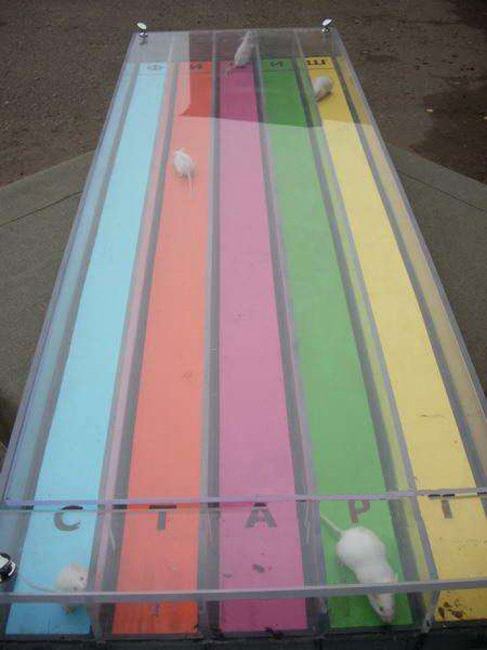 Мишачі перегони