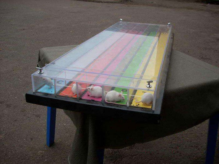 Мишачі перегони